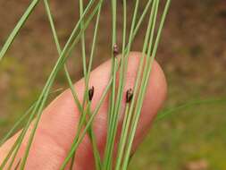 Image of Flat-Stem Spike-Rush