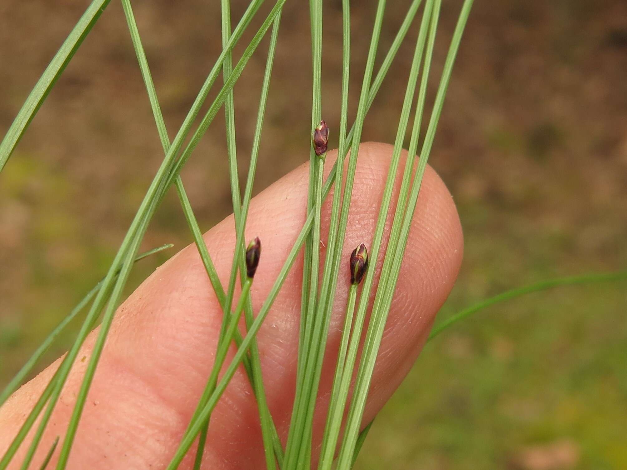 Image of Flat-Stem Spike-Rush