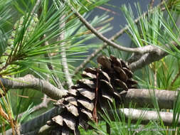 Image of Chiapas White Pine