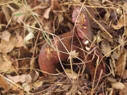 Image of Wine-cap Chroogomphus