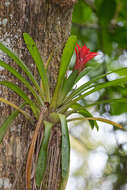 Image of droophead tufted airplant