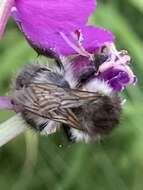 Image of <i>Bombus pascuorum mniorum</i> Fabricius 1776