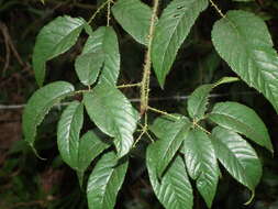 Image of <i>Rubus erythrocladus</i>