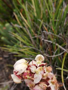 Image of Disa linderiana Bytebier & E. G. H. Oliv.