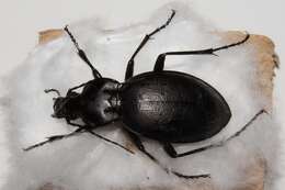 صورة Carabus coriaceus hopffgarteni