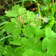 Слика од Thalictrum baicalense Turcz. ex Ledeb.