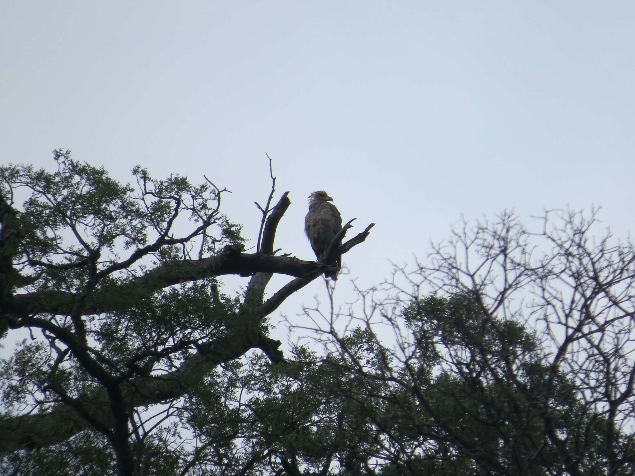 Image of Chaco Eagle