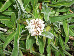 Image de Valeriana prionophylla Standl.