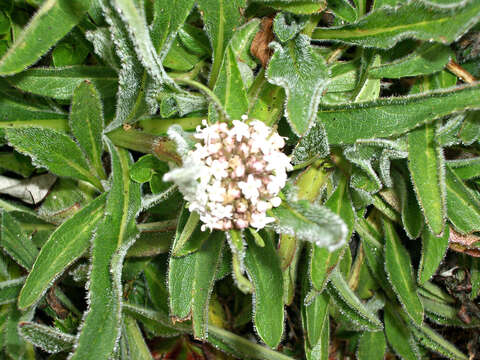 Image of Valeriana prionophylla Standl.