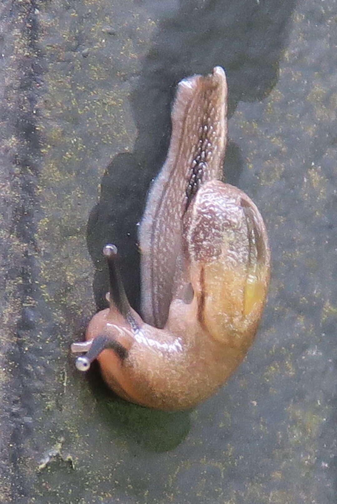 Image of Yellow-shelled semi-slugs