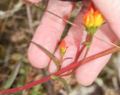 Image de Gentianella hyssopifolia (Kunth) Fabris