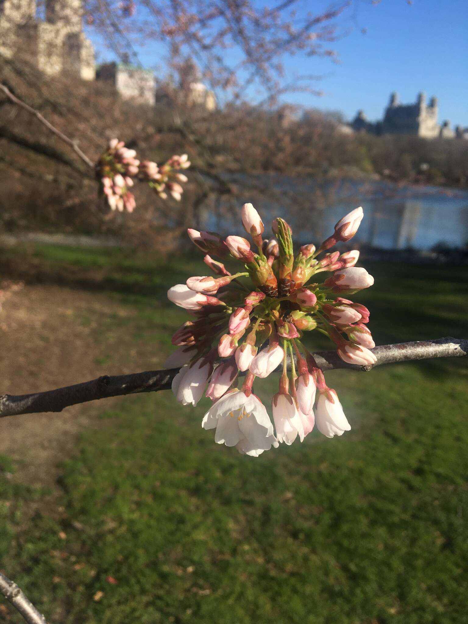 Plancia ëd Prunus yedoensis Matsum.