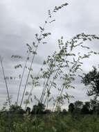 Image of threeflower melicgrass