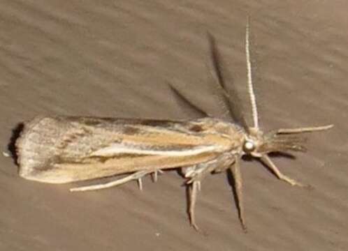 Image of Woolly Grass-veneer Moth