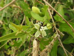 Image of Cayaponia podantha Cogn.