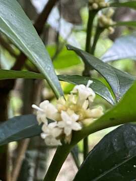 Eumachia cephalantha (Müll. Arg.) Delprete & J. H. Kirkbr. resmi