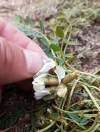 Image of Oxytropis caespitosa (Pall.) Pers.