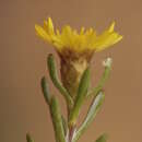 صورة Oedera relhanioides (Schltr.) N. G. Bergh