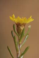 Image of Oedera relhanioides (Schltr.) N. G. Bergh