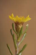 صورة Oedera relhanioides (Schltr.) N. G. Bergh