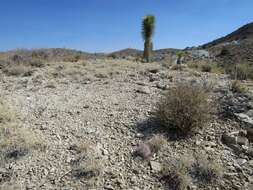 Image de Sclerocactus polyancistrus (Engelm. & J. M. Bigelow) Britton & Rose