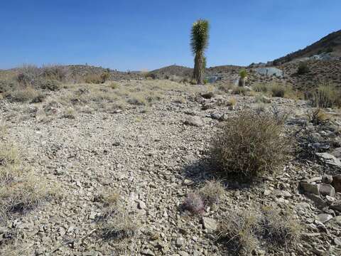 صورة Sclerocactus polyancistrus (Engelm. & J. M. Bigelow) Britton & Rose