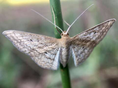 Image of Scopula oppilata Walker 1861