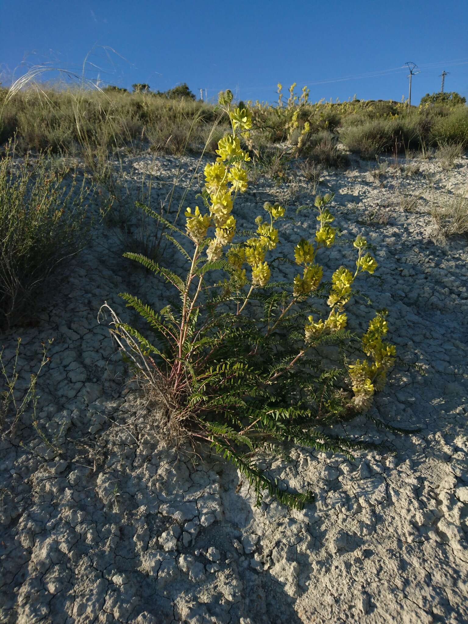 Image of Astragalus alopecuroides L.