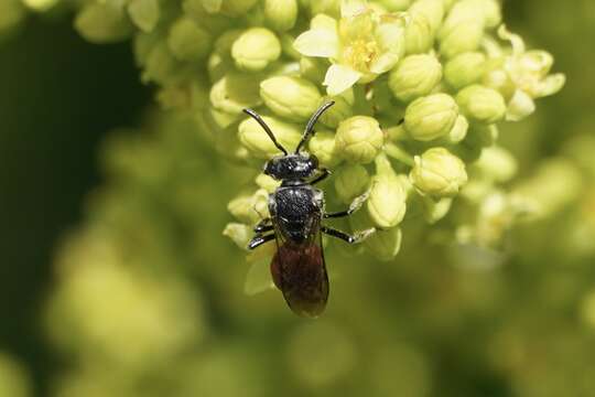 Image de Sphecodes heraclei Robertson 1897