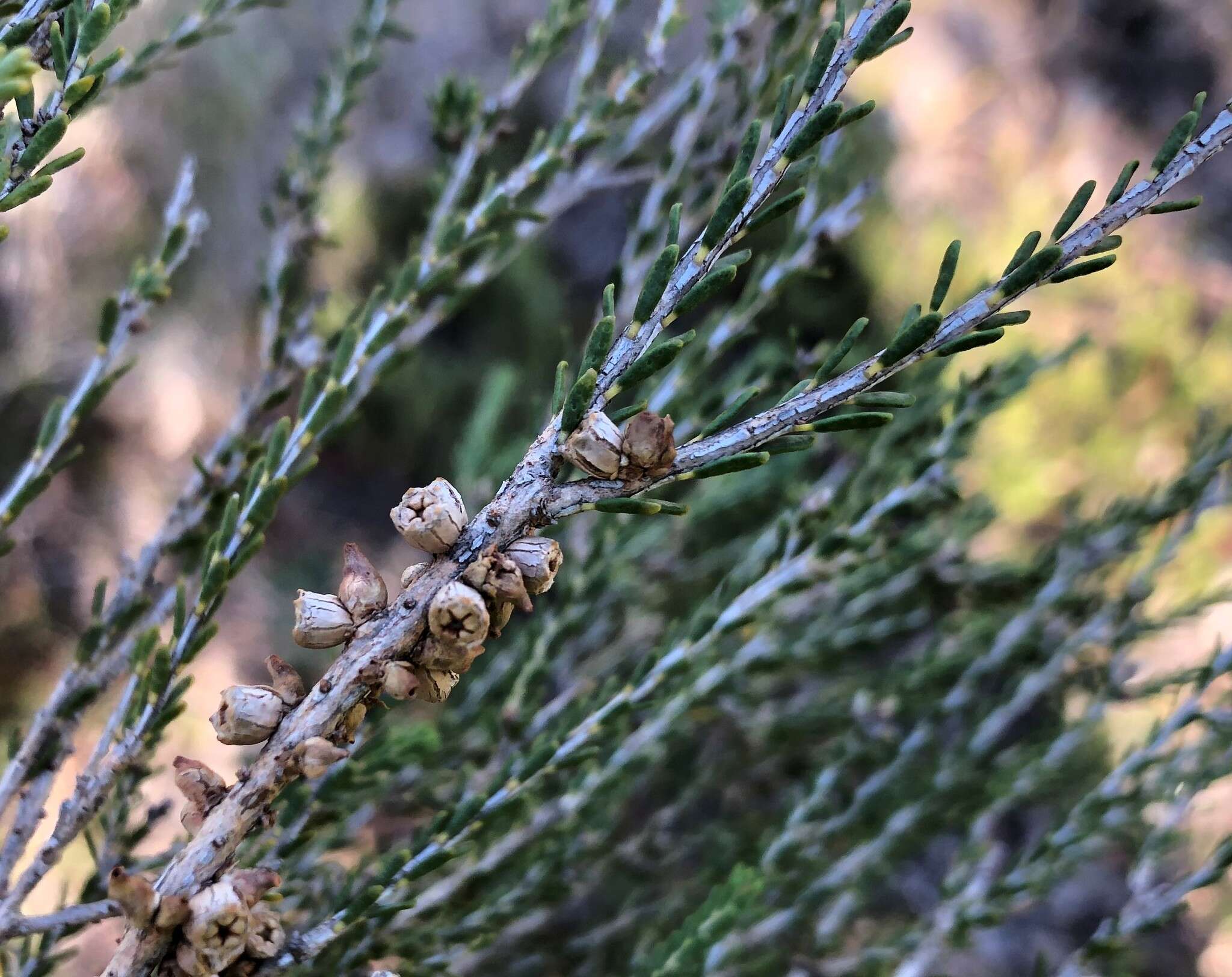 Image of d'Alton's melaleuca