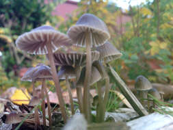 Imagem de Mycena leptocephala (Pers.) Gillet 1876