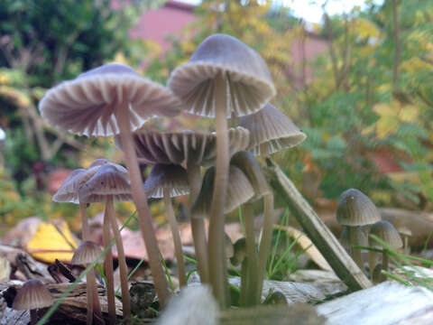 Imagem de Mycena leptocephala (Pers.) Gillet 1876