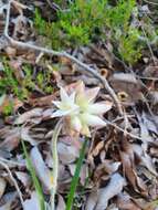 Image of Conostylis setosa Lindl.