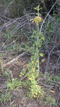 Imagem de Leonotis ocymifolia (Burm. fil.) Iwarsson