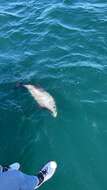 Image of South Island Hector's dolphin