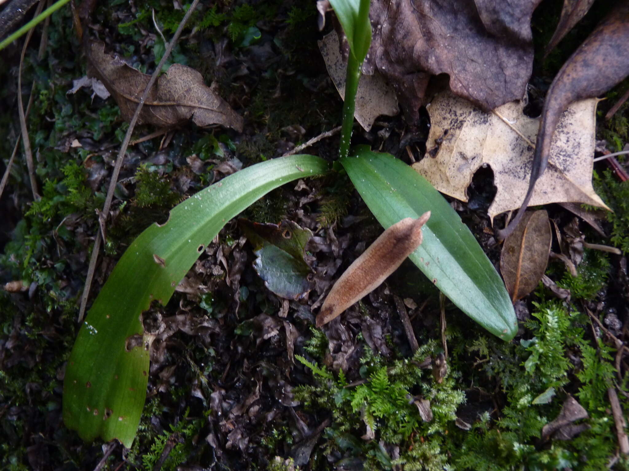 Imagem de Spiranthes odorata (Nutt.) Lindl.