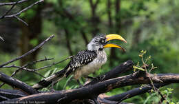 Image of Eastern Yellow-billed Hornbill