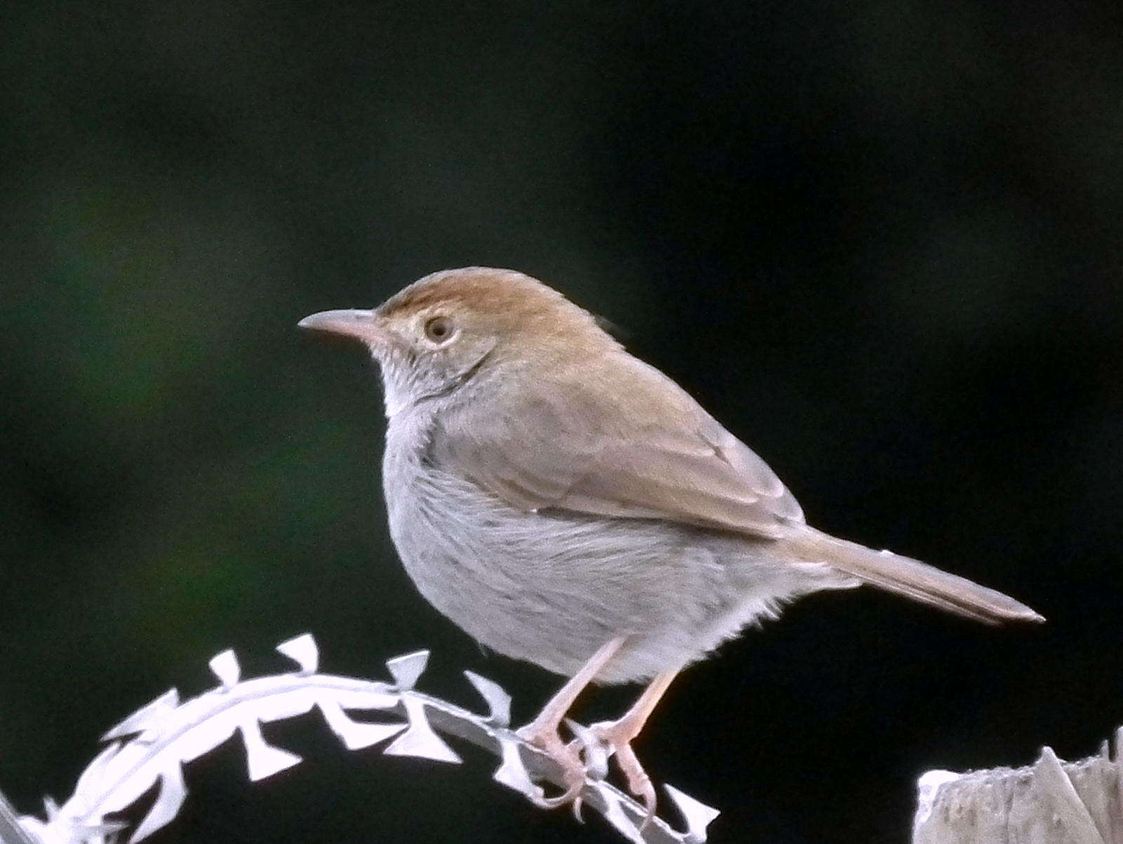 Sivun Cisticola fulvicapilla fulvicapilla (Vieillot 1817) kuva