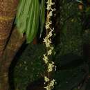 Imagem de Cycnoches stenodactylon Schltr.