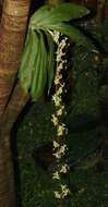 Imagem de Cycnoches stenodactylon Schltr.