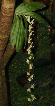 Image of Cycnoches stenodactylon Schltr.