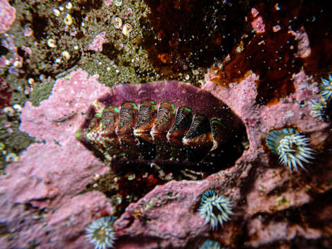 Image of Onithochiton quercinus (Gould 1846)