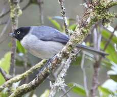 Image of Black-headed Hemispingus