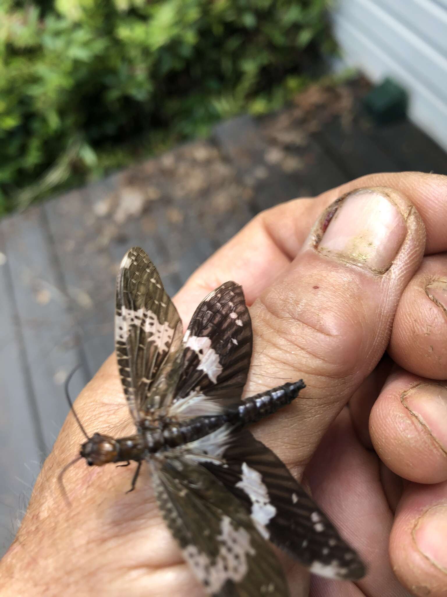 Слика од Nigronia fasciata (Walker 1853)