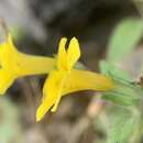 Image of sandloving monkeyflower