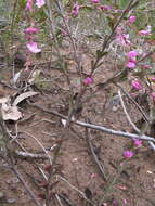 Image of Boronia crenulata Sm.