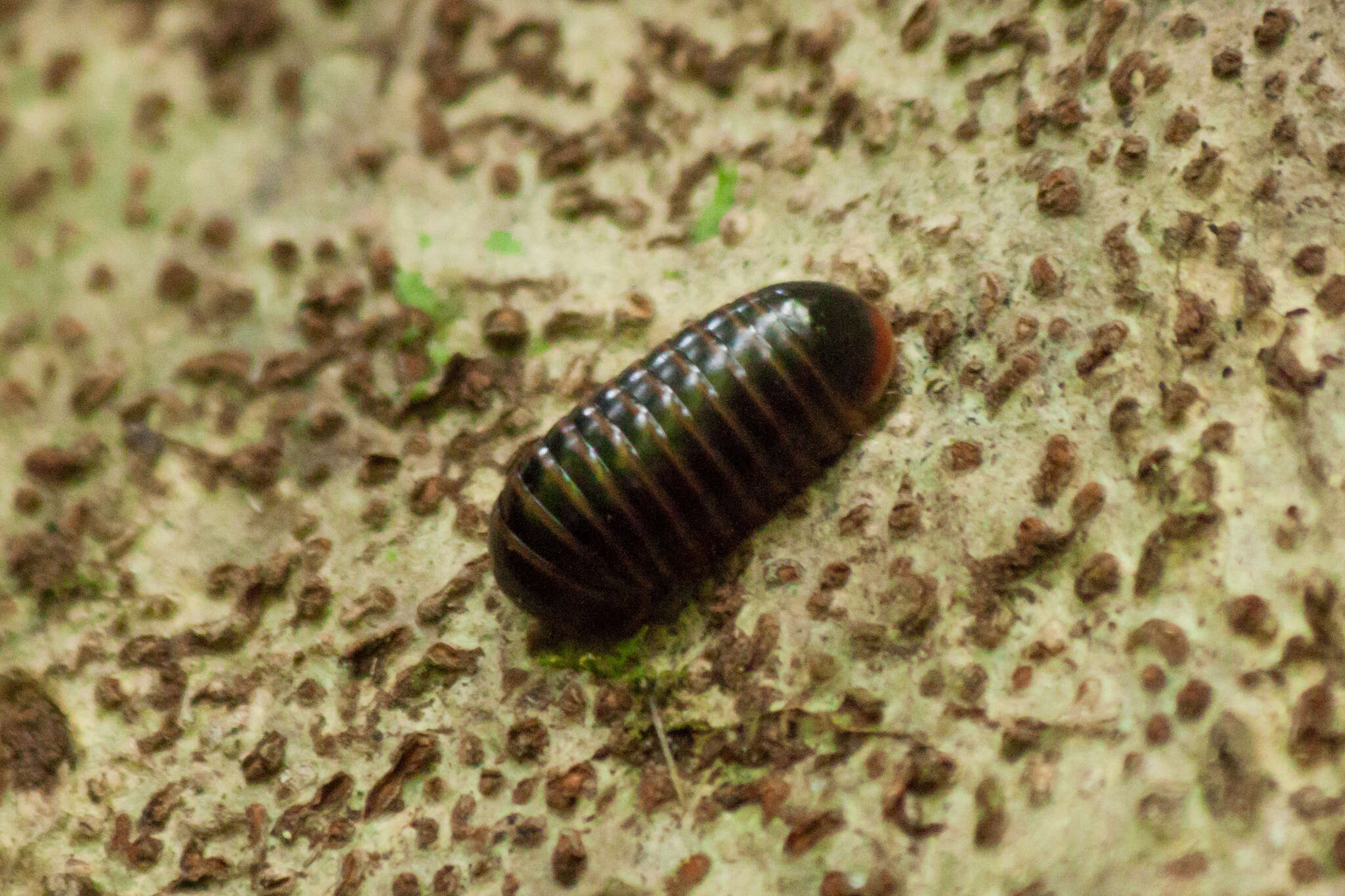 Image of Cryxus ovalis (Linnaeus 1758)