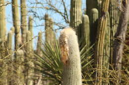 Image de Cephalocereus columna-trajani (Karw.) K. Schum.