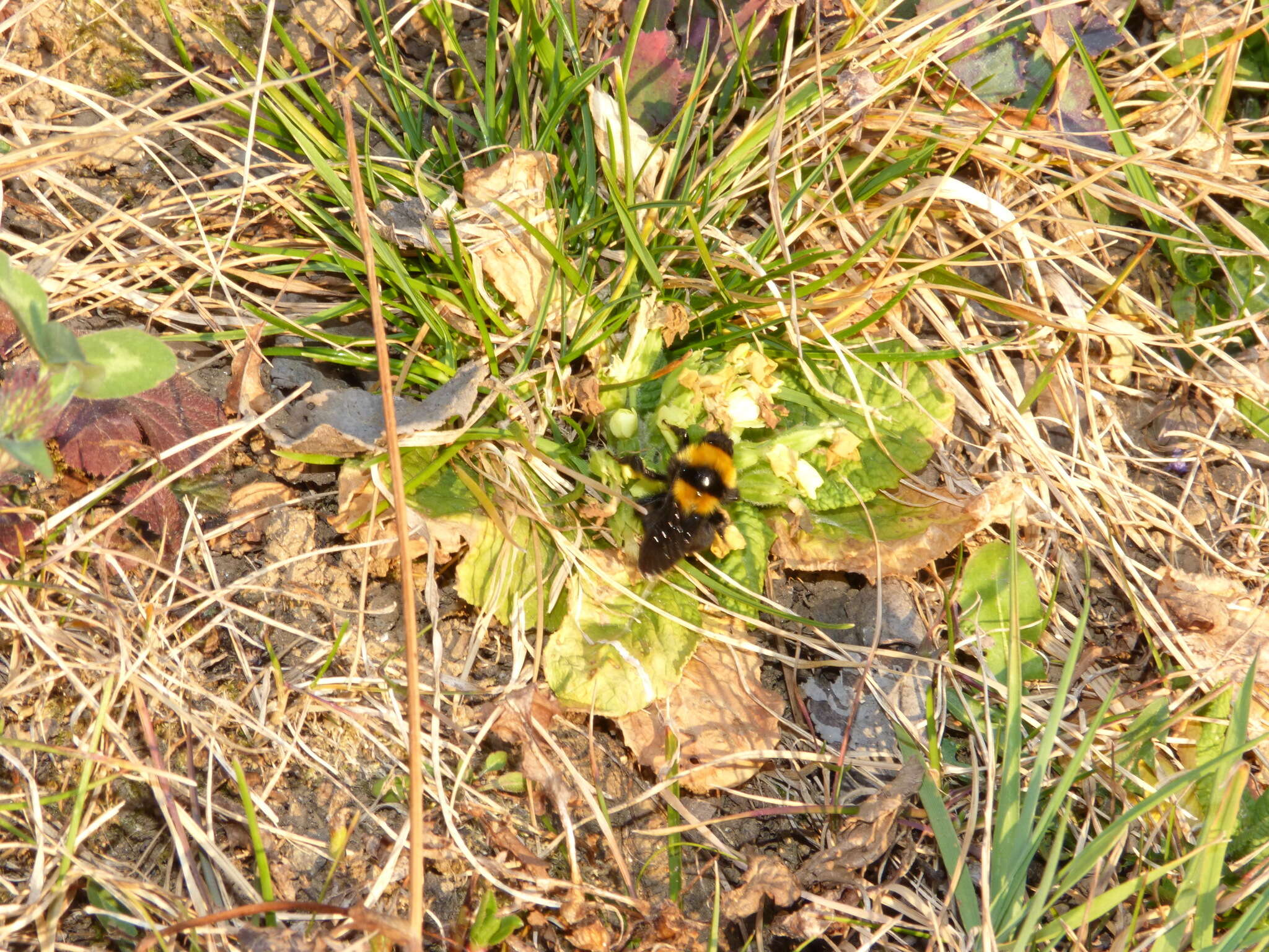 Слика од Bombus argillaceus (Scopoli 1763)