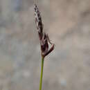 Carex vanheurckii Müll. Arg. resmi